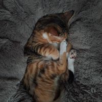 Katze  at Katzentempel in Regensburg