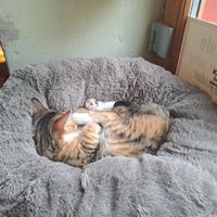 katzimausi at Katzentempel in Regensburg