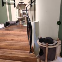  at Katzentempel in Regensburg