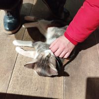  at Katzentempel in Regensburg