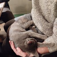  at Katzentempel in Regensburg