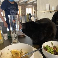 “Phantom” at our table. at Katzentempel in Regensburg