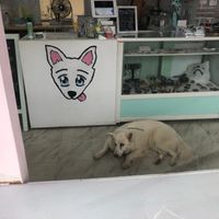 Nico, whose name contributes to Nicoco! at Nicoco Hawaiian Gelato in Hilo