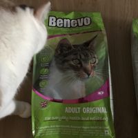 Vegan cat food  at VEGA-LIFE in Amsterdam