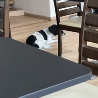 Their lovely dog😄 at Vegan Loving Hut Neubau in Vienna