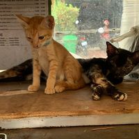 Kittens! 😍😽  at Khmer Food Café - Food Stall in Kampot