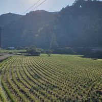  at LIGHTS Vegan Team in Fukuoka