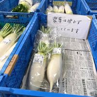 daikon with no soil fertilizer at Hakata Jomon Fukushige Market in Fukuoka