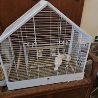 Didn't like the lonely bird in cage in hallway ... at Den Olifant in Ypres