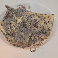 Ravioli al tartufo at Trevi's in Amsterdam