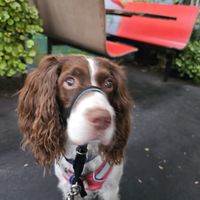 Rosie says hello at Evolution Fast Food in San Diego