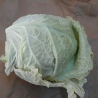 raw burger encased in leafy bun at Evolution Fast Food in San Diego