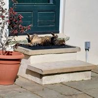 Hogarth showing off his cuteness at Black Sheep Inn in Hammondsport