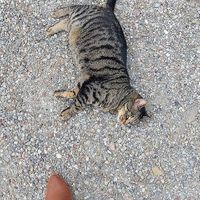 Warm welcome from Hogarth at Black Sheep Inn in Hammondsport