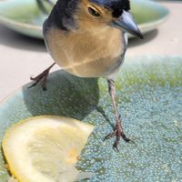  at Rabaçal Nature Spot Café in Estreito Da Calheta