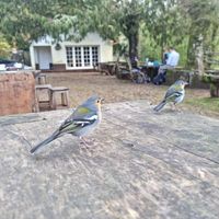  at Rabaçal Nature Spot Café in Estreito Da Calheta
