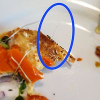 The offending hair. at Olena Cafe in Honolulu