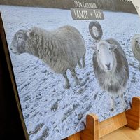 #Veganuary at Cafe Bar 26 in Keswick