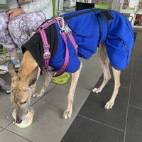 Puppychino 🥰  at The Green Edge Cafe and Store in Windsor