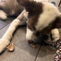 Enjoying his dog treat   at The Green Edge Cafe and Store in Windsor
