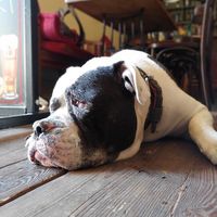 This bar is dog friendly. at Chillout Bar in Ostrava