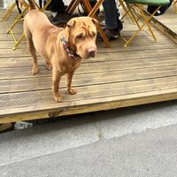 Lovely dog   at Urban Greener in Paris