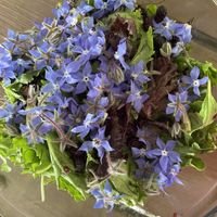   at Vegetarians of the Greater Youngstown Area in Youngstown