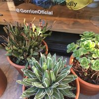 Gorrión is a cruelty free store at Gorrión in Buenos Aires