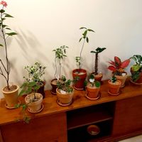  at Fig from Vegan 채식주의자의 무화과 in Jeonju