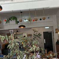 PLANTS INSIDE THE SHOP  at Last Light Coffee in Blackpool