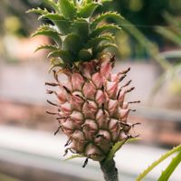 Mini pineapple in the garden at Buddha Cafe in Samosir
