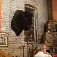 Lots of dead animal heads 🥺  at Kafe Kokopelli in Dade City
