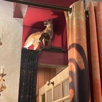 Dead animal   at Kafe Kokopelli in Dade City