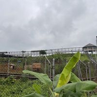 The Skywalk over the Bear Sanctuary  at BEAR SANCTUARY in Ninh Binh