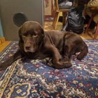 Doggo at Köhlerstüble in Stuttgart