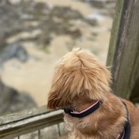 Dog friendly great views of Fistral   at Sea Spray in Newquay