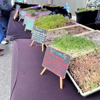 microgreens at The Original Bardstown Road Farmers' Market in Louisville