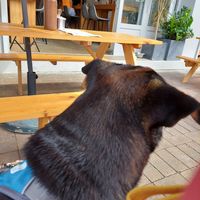 Take my pup visiting here at 2084 in Kowloon