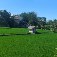  at Gurihan Mas in Ubud
