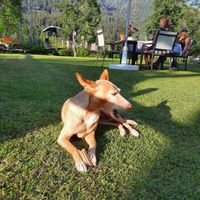 Dining in the garden at Haus 26 in Weissbriach