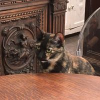 One of the shop cats  at Caffè dell'Erboristeria Mességué in Turin