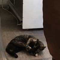 One of the shop cats at Caffè dell'Erboristeria Mességué in Turin