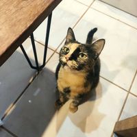 Lovely kitty Misty at LOKAL in Siargao