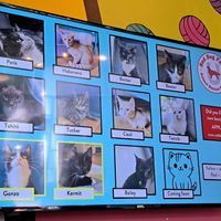  at Crooked Tail Cat Cafe in Greensboro