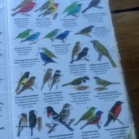 Owner loans you this as you sit there gazing at massive range of birds a few feet away! #Veganuary at Nature Cafe in Drake Bay