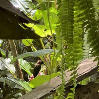   at Nature Cafe in Drake Bay