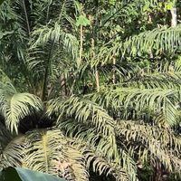  at Nature Cafe in Drake Bay