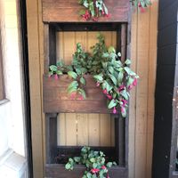 Patio  at Cozy Plum Bistro  in Sebastopol