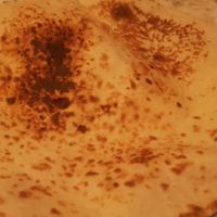 Gujarati Roti at Mango Vegetarian in Wetherby