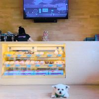 Super dog-friendly 🐾 IG @fluffybenben at Dreamwave Donuts in Canggu